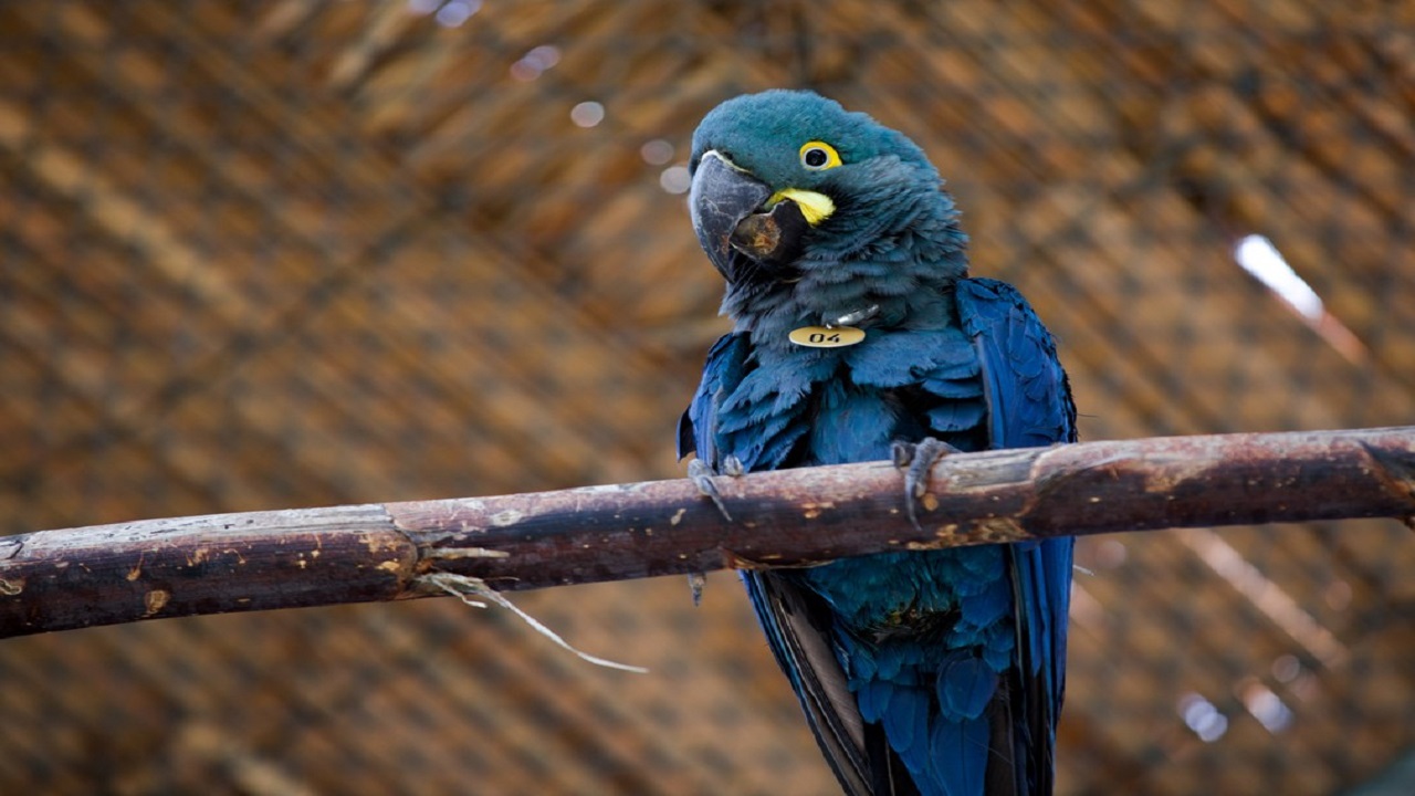 MPBA - MP - Bahia - arara azul - Voltalia energia - energia eólica