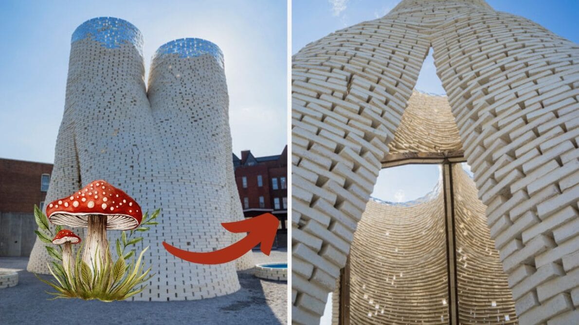 Os cogumelos estão se transformando em uma alternativa sustentável ao concreto na indústria da construção civil