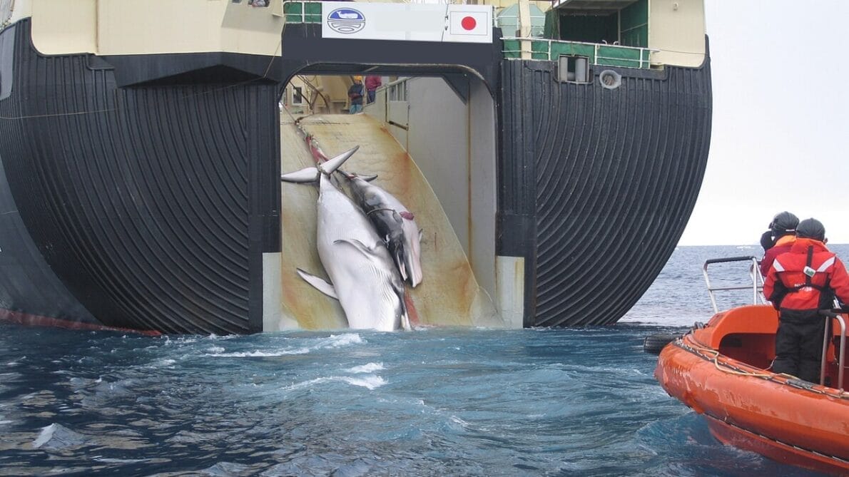 navio - baleias - Japão