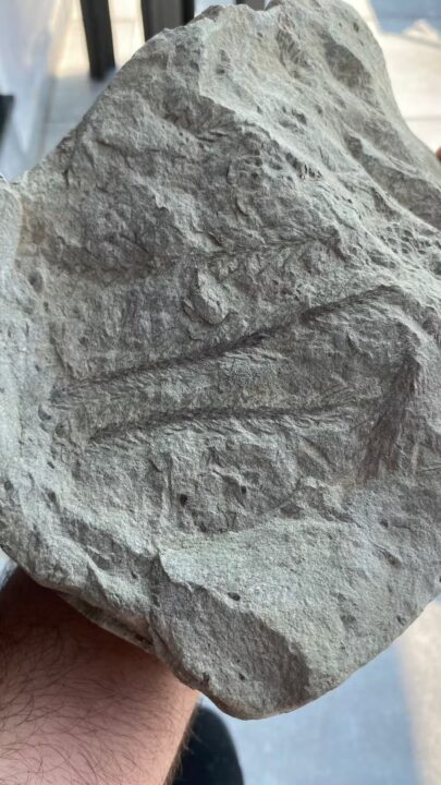 Grupo liderado por padre encontra fóssil com 270 milhões de anos no Brasil, viveu muito antes do surgimento das árvores com flores e frutos