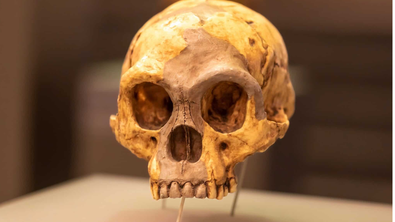 hobbits - descoberta - curiosidades - hominídeo