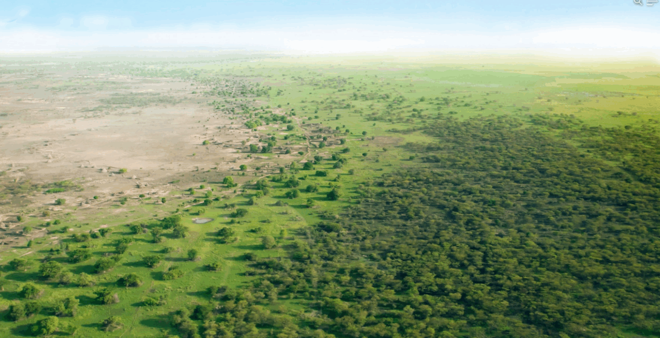 A Grande Muralha Verde é um esforço incrível para frear o avanço do Deserto do Saara, criando uma faixa de vegetação que se estende por mais de 6.400 quilômetros. Ela funciona como uma barreira viva, restaurando o solo degradado e trazendo esperança para milhões de pessoas no continente africano.