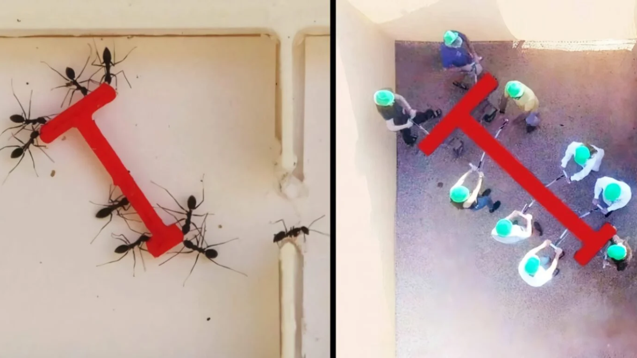 Formigas trabalhando em grupo vs humanos