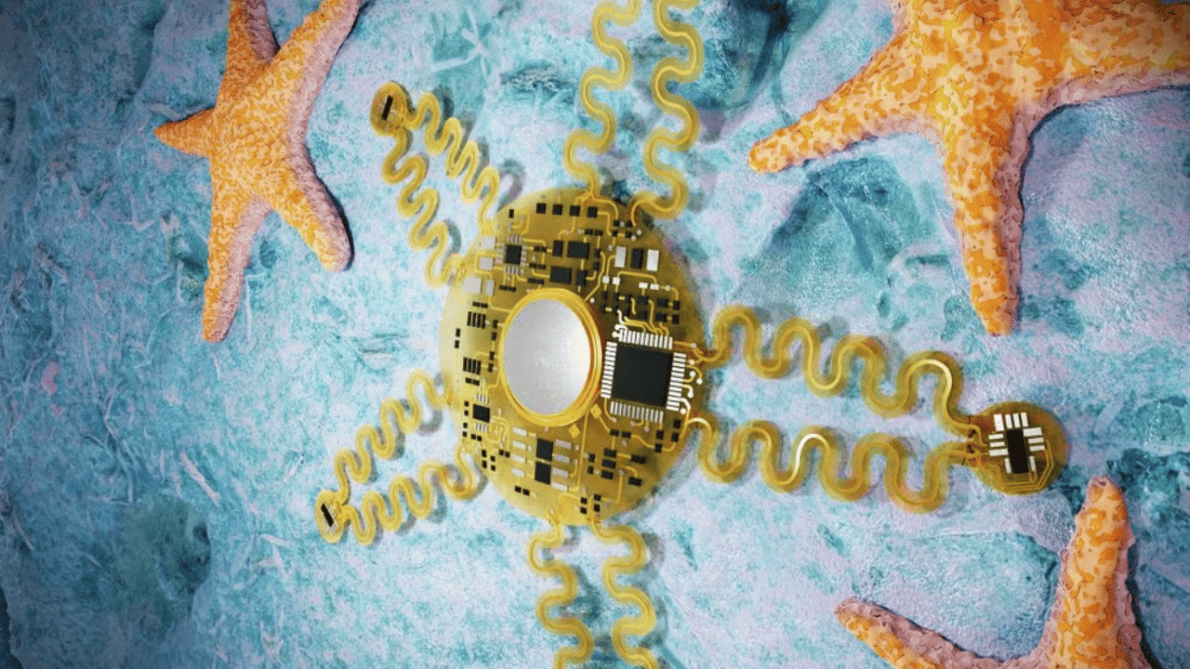 Cientistas desenvolvem dispositivo vestível em forma de estrela-do-mar que monitora o coração em tempo real com alta precisão.