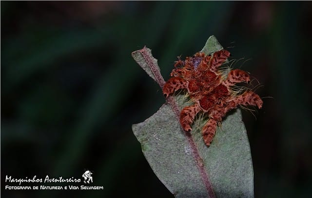 Fotografia da lagarta na Serra da Canastra, MG: Esta imagem, tirada por Marquinhos Aventureiro, apresenta a lagarta em seu habitat natural na Serra da Canastra, Minas Gerais. A foto pode ser encontrada no Flickriver.