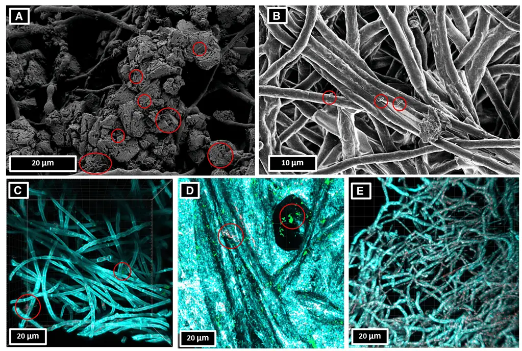 Material de construção, Material inovador, Fungos