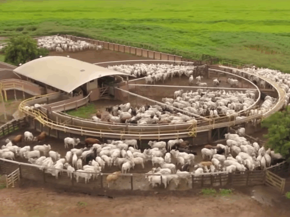 A enorme fazenda bom futuro: com seus mais de 650 mil hectares, planta uma lavoura maior que o Distrito Federal