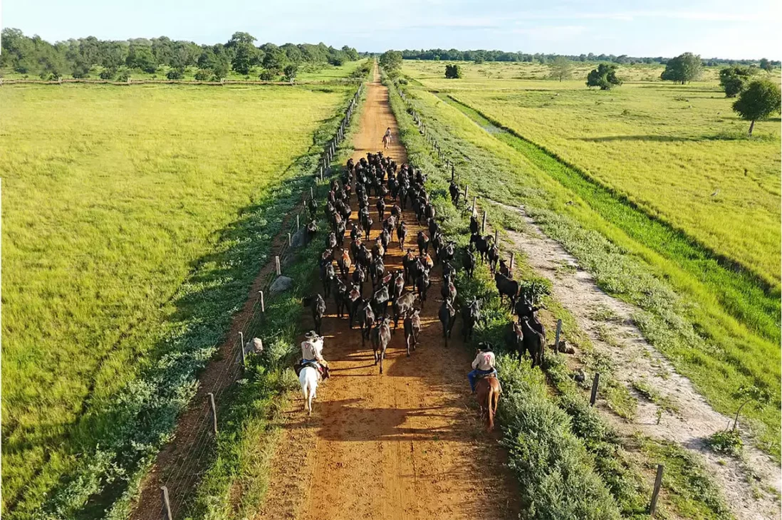 Conheça a Fazenda Nova Piratininga, gigante do agronegócio brasileiro maior que NY! Sua história, produção de ponta e práticas sustentáveis.