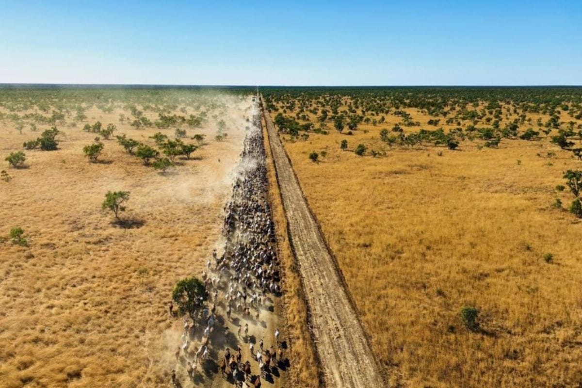 Maior que um país! 🤯 Conheça Anna Creek, a maior fazenda de gado do mundo, e seus desafios colossais no Outback australiano.