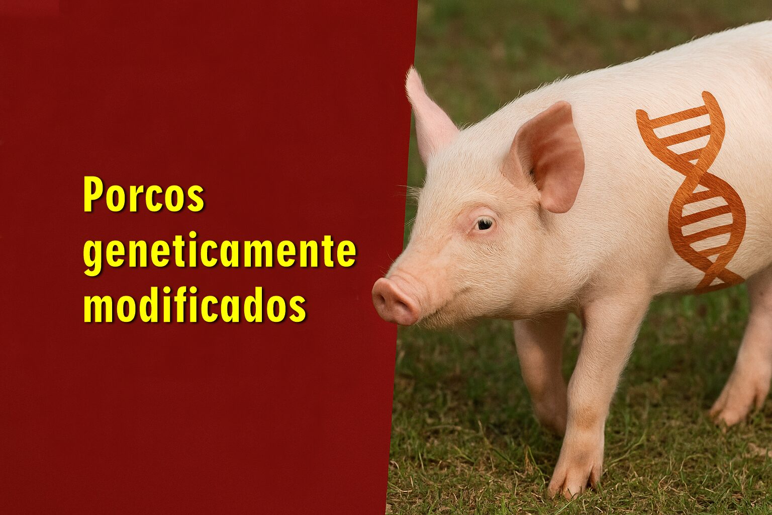 PORCOS, GENETICAMENTE MODIFICADOS