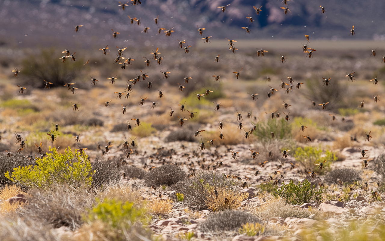 Mais de 4.000 vespas foram enviadas para a Argentina — mas longe de causar medo, elas estão ajudando a proteger algo de extrema importância