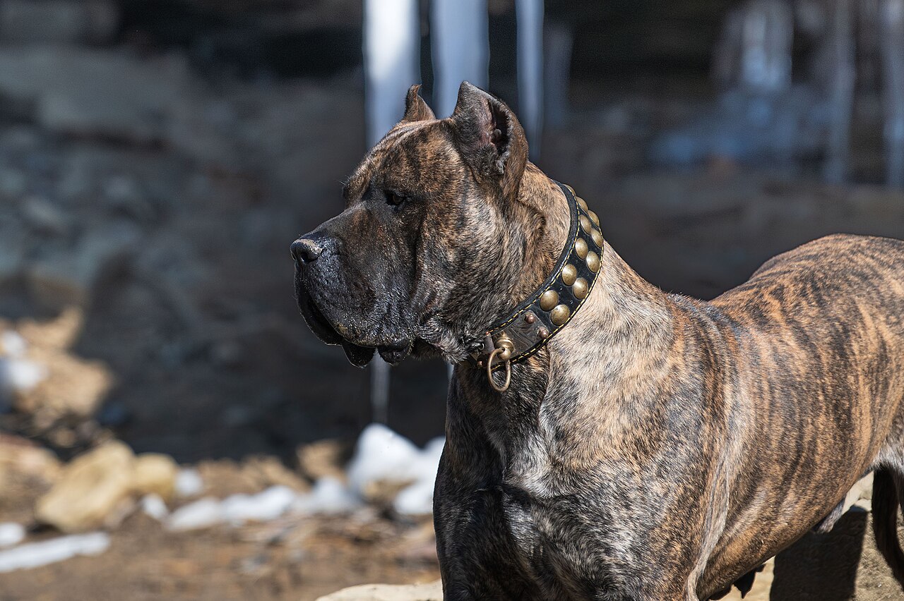 Presa Canário, Fila Brasileiro, Cães, Cães perigosos