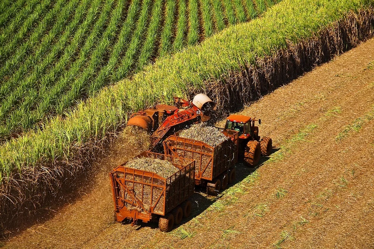 Colheita mecanizada de cana-de-açúcar com tratores em campo agrícola