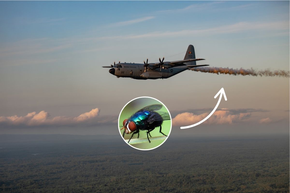 América Latina - Estados Unidos - EUA