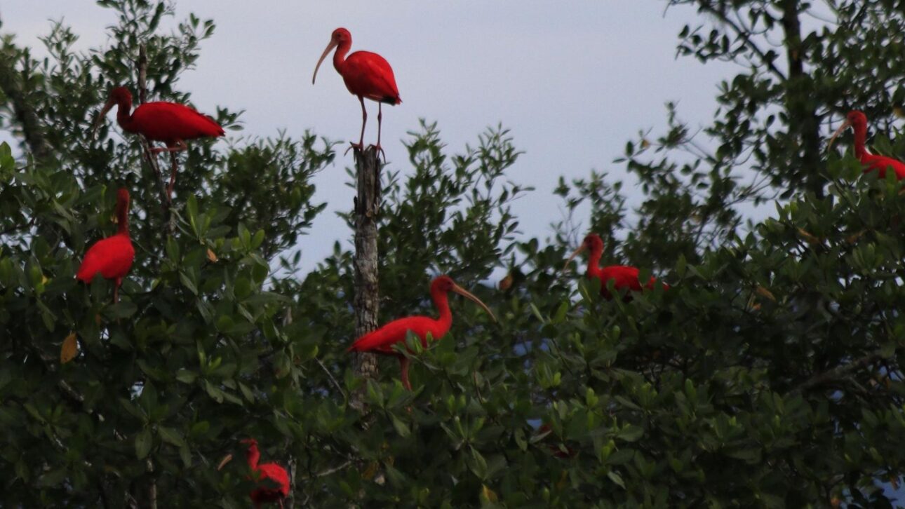 Ilha do Cardoso, no litoral de SP, oferece trilhas, praias preservadas e exclusividade, sendo refúgio de turismo sustentável e natureza protegida. (Imagem: divulgação/ Prefeitura Municipal da Estância de Cananéia)