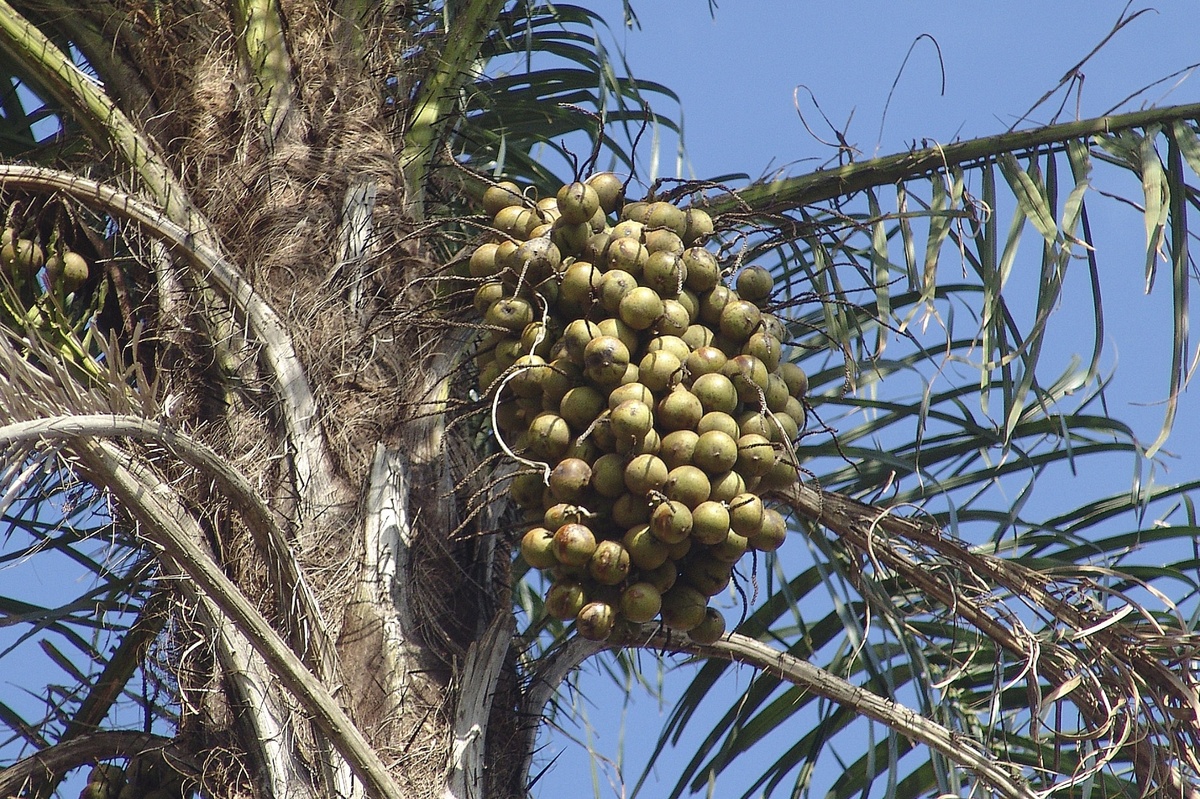 Cacho de frutos de macaúba pendente em palmeira contra o céu azul