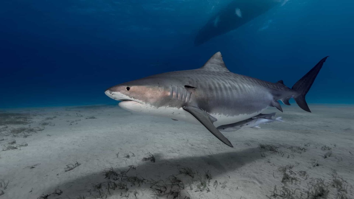 Tubarão-tigre nadando próximo ao fundo arenoso em mar aberto