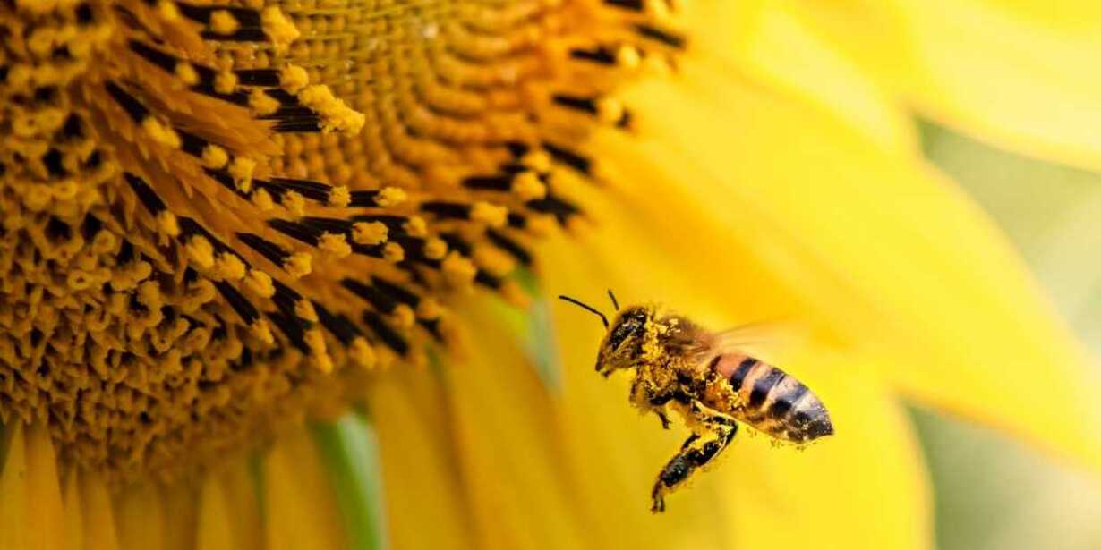 Saiba mais sobre a polinização por abelhas e animais que contribui com até 25% do valor da produção do agronegócio brasileiro.