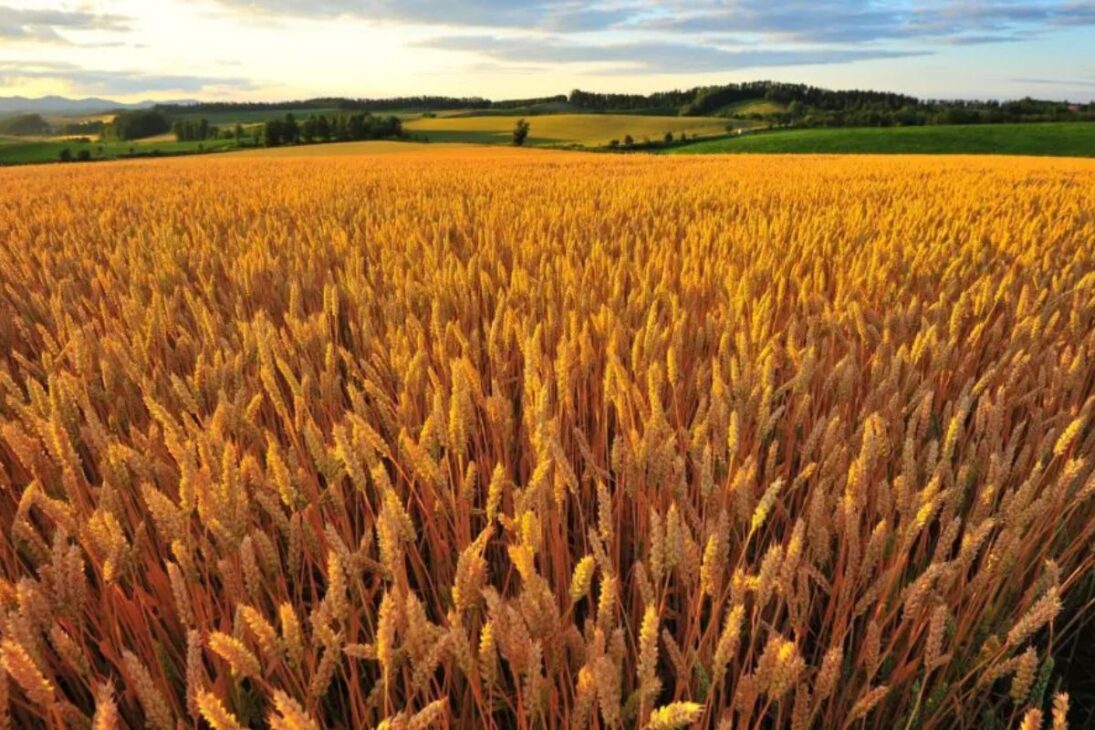 As cidades que sustentam o agronegócio brasileiro: veja quem mais produz e fatura no campo