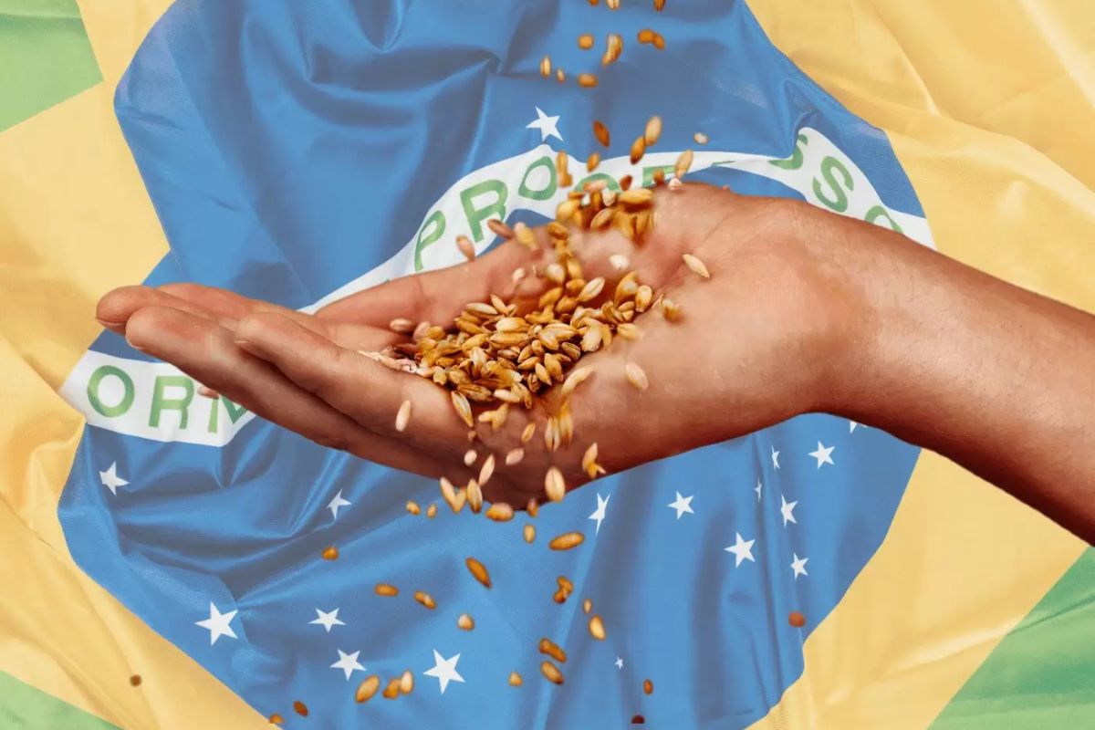 Veja onde está o dinheiro do campo: as cidades mais ricas do agronegócio brasileiro