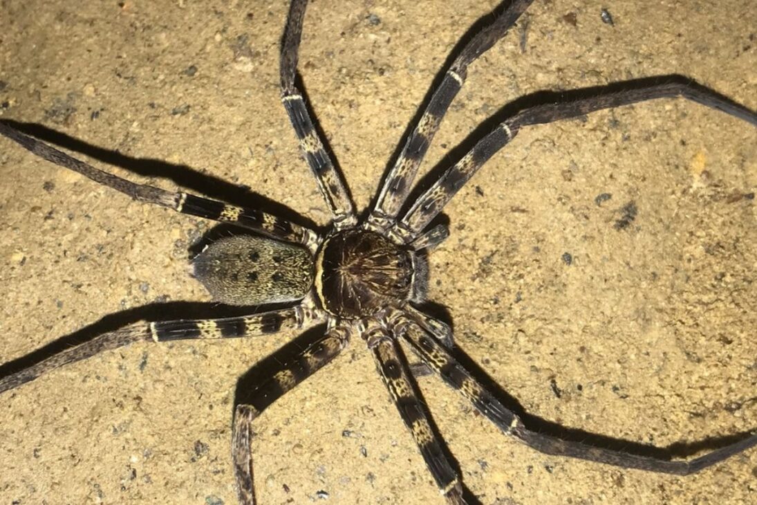 As maiores aranhas do mundo: conheça espécies que medem até 30 cm