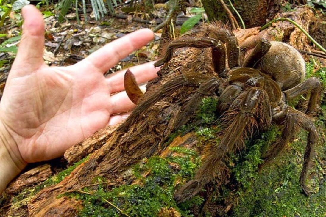 As maiores aranhas do mundo: conheça espécies que medem até 30 cm