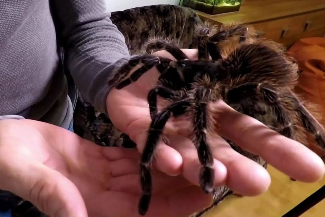 As maiores aranhas do mundo: conheça espécies que medem até 30 cm