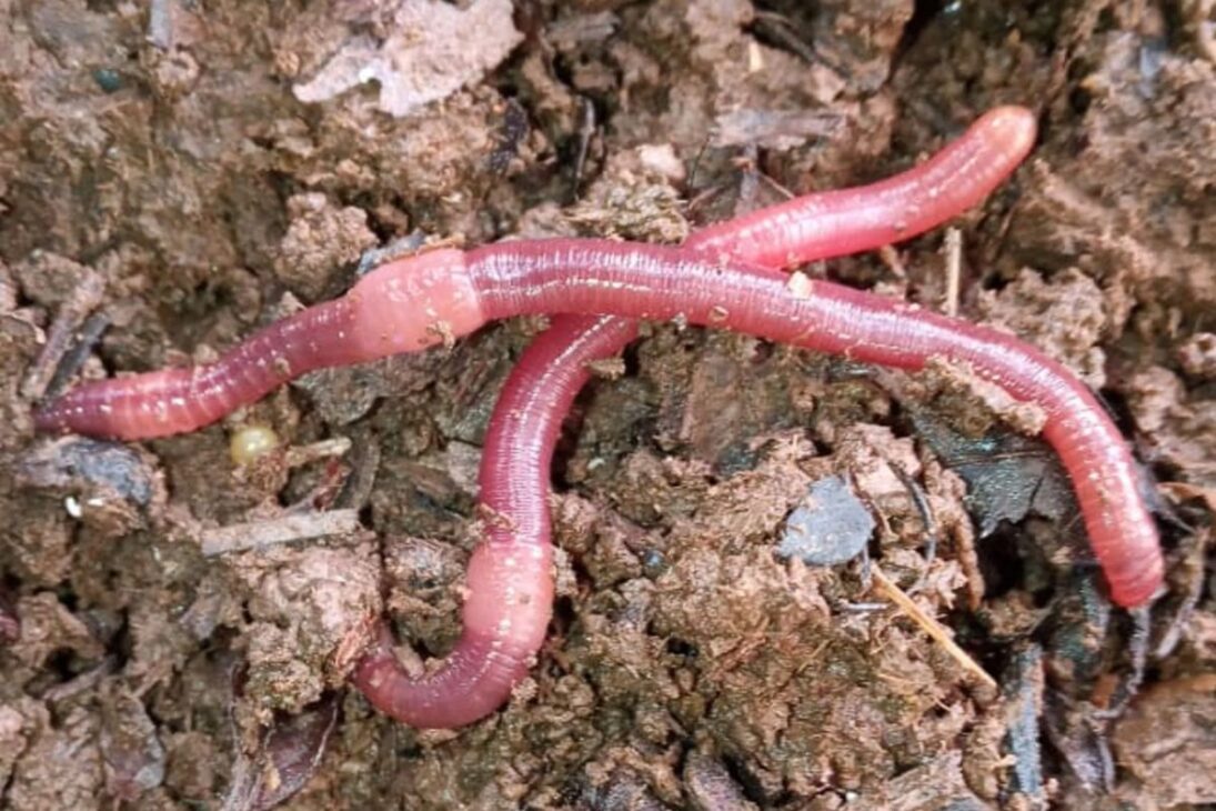 Como pequenos agricultores estão lucrando até R$ 215 mil por ano com criação de minhocas