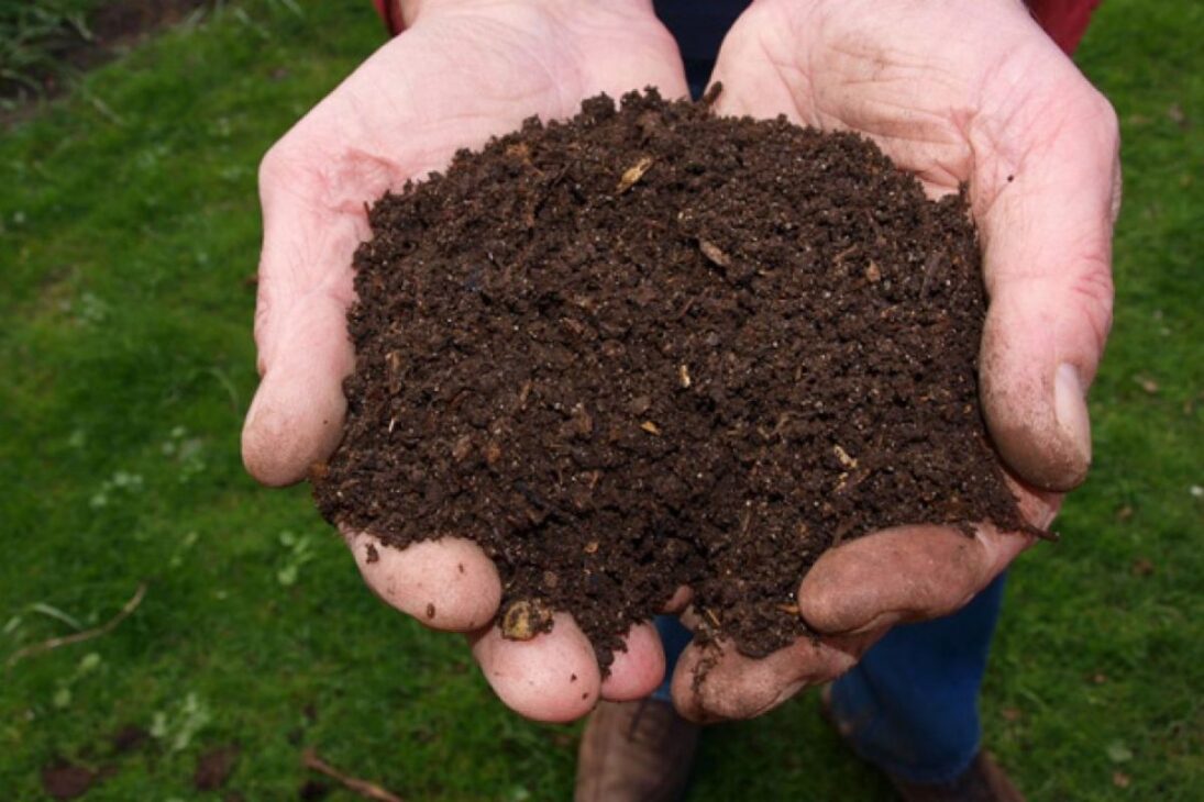 Como pequenos agricultores estão lucrando até R$ 215 mil por ano com criação de minhocas