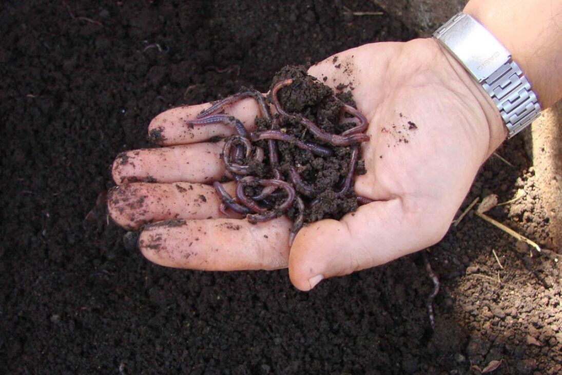 Como pequenos agricultores estão lucrando até R$ 215 mil por ano com criação de minhocas
