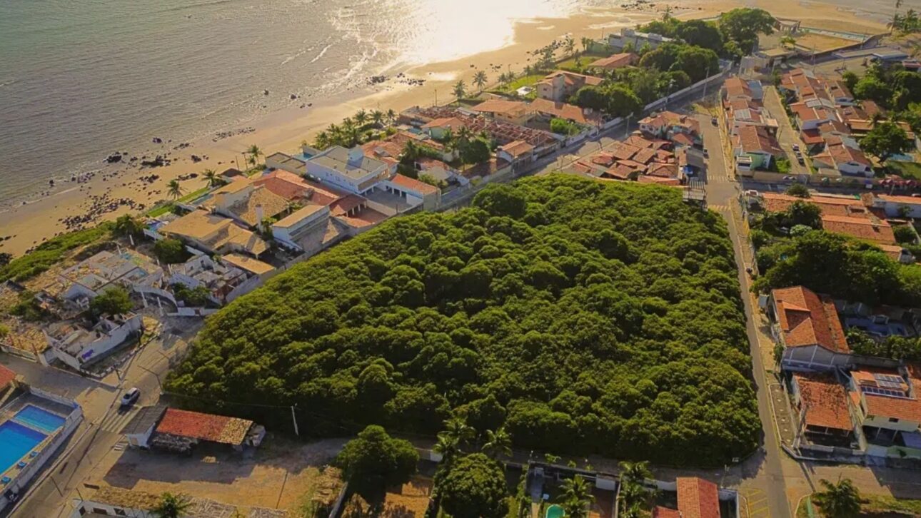 Descubra o Cajueiro de Pirangi, a árvore gigante que virou floresta no Rio Grande do Norte e intriga turistas e cientistas do mundo todo.