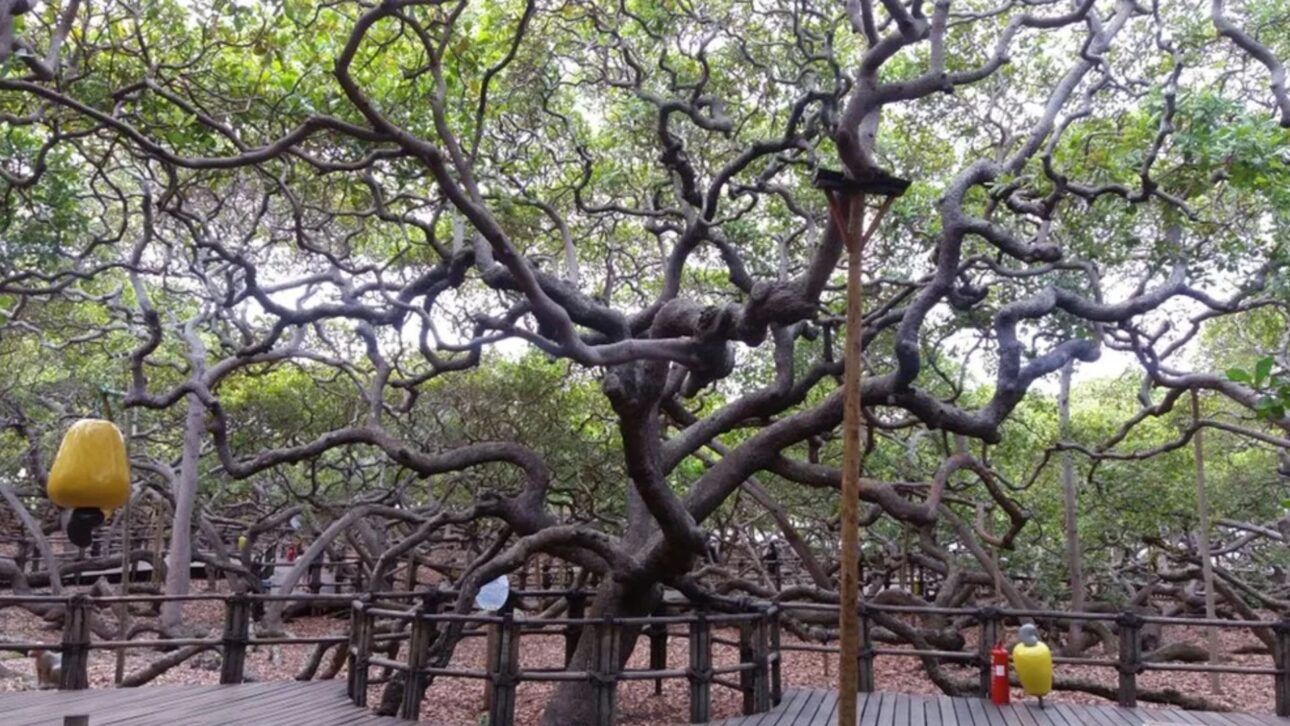 Descubra o Cajueiro de Pirangi, a árvore gigante que virou floresta no Rio Grande do Norte e intriga turistas e cientistas do mundo todo.