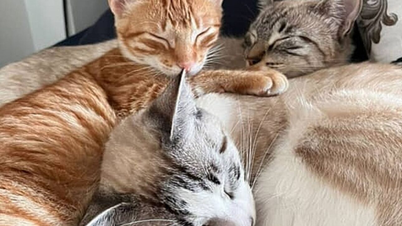 A gatinha Francisca abraçada às suas irmãs felinas, Lua e Maruja. (Foto: Instagram/@luamaruja)