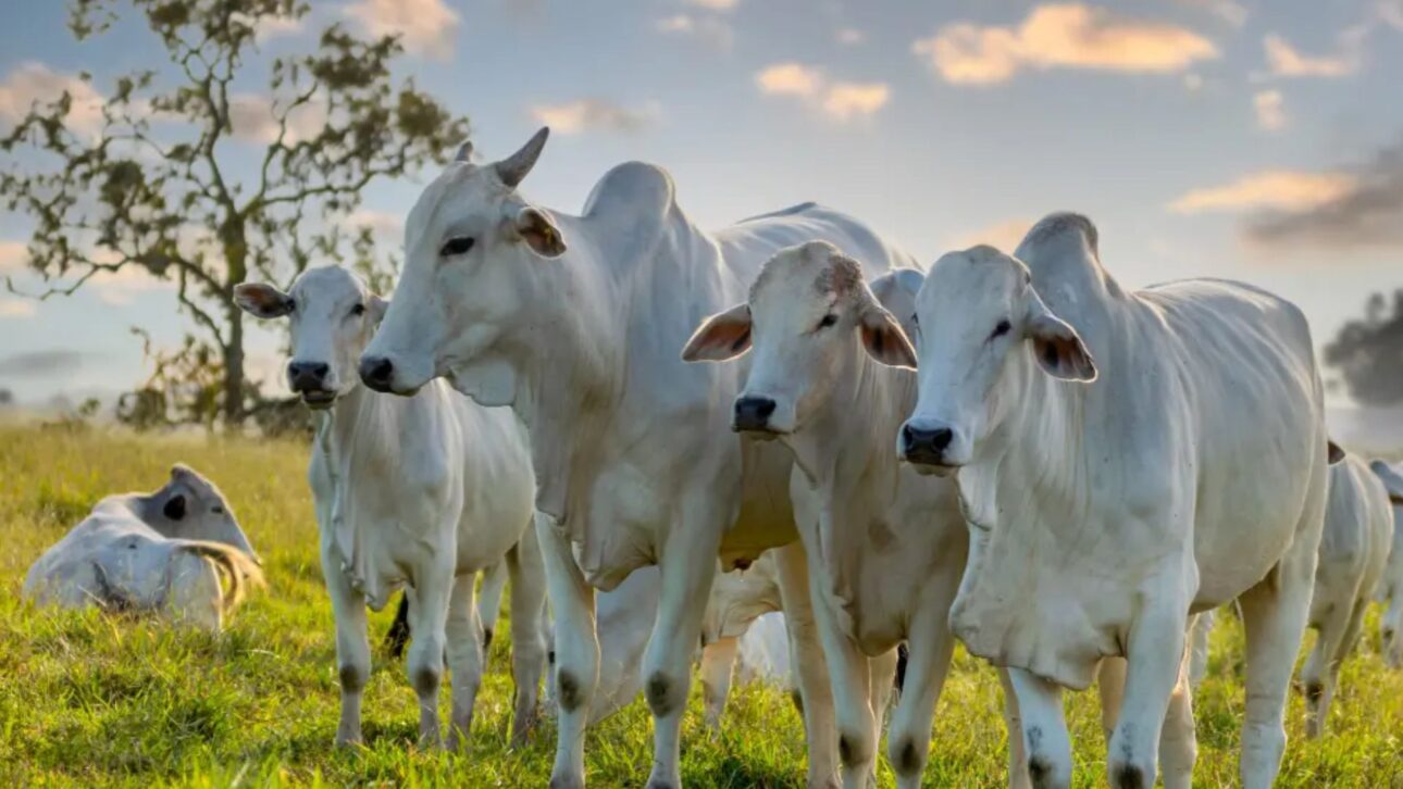 Mato Grosso supera Portugal e Holanda juntos em cabeças de gado, liderando a pecuária nacional e ganhando destaque mundial em produção sustentável.