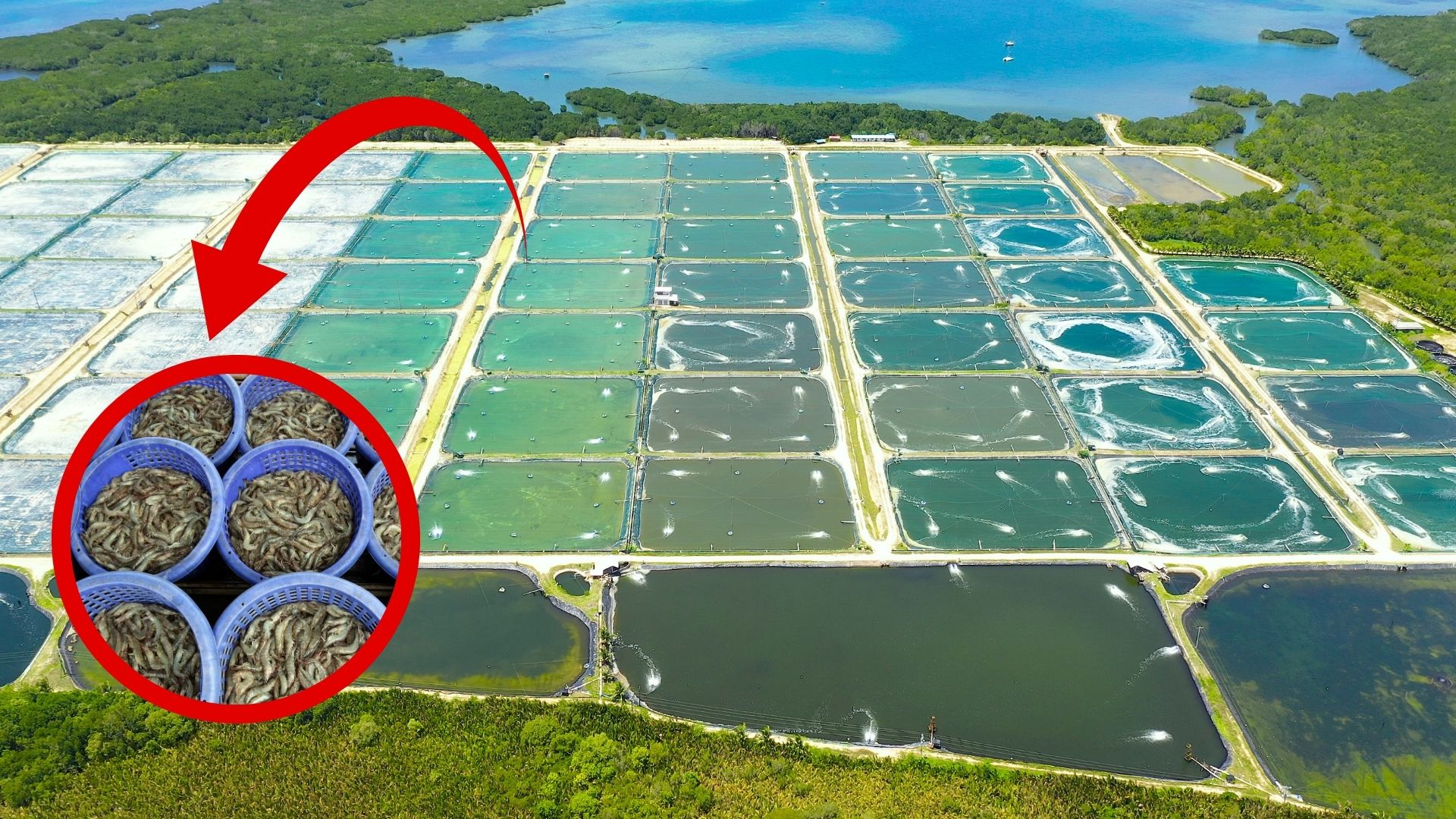 Nordeste é rei absoluto do camarão - quase toda a produção do Brasil sai de lá e já movimenta mais de R$ 2 bilhões por ano