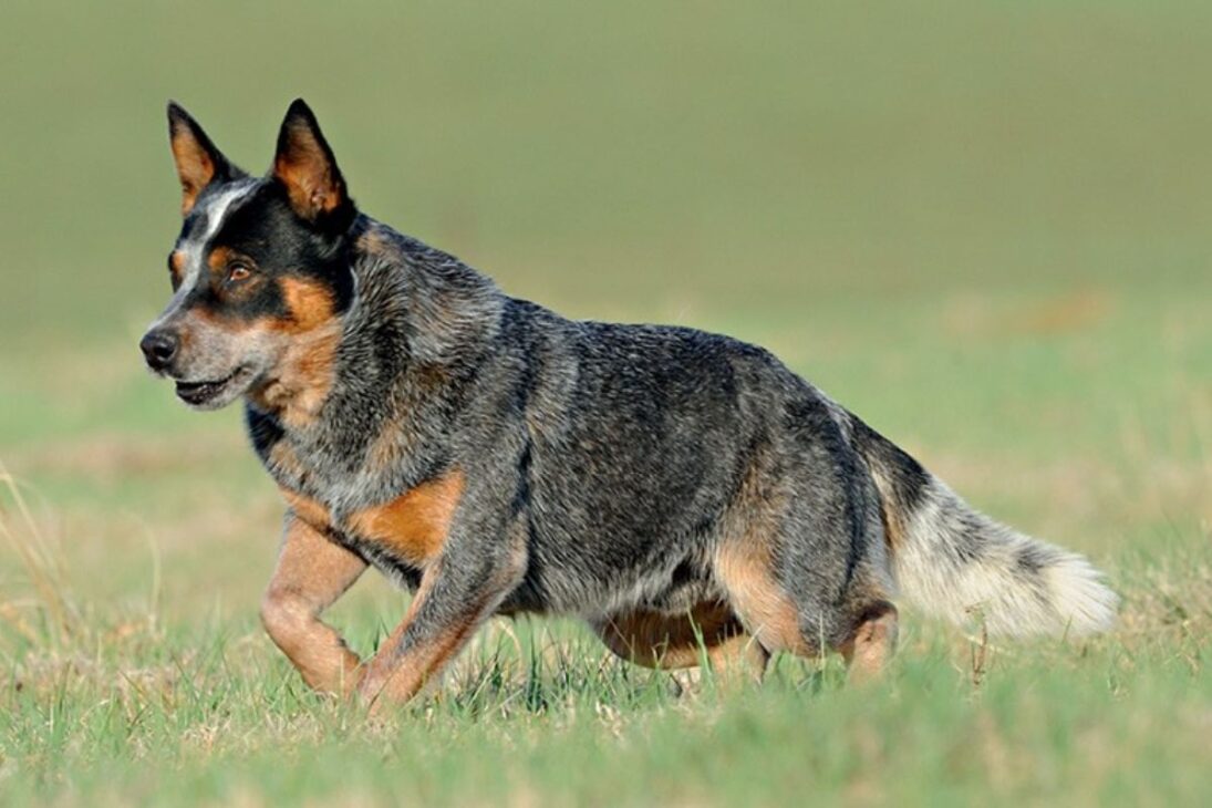 Nova lei na Austrália: Donos de cachorros na mira da lei: 3 horas diárias com o pet podem se tornar obrigatórias