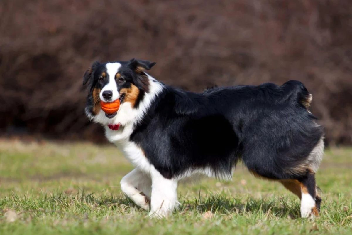 Donos de cachorros podem ser obrigados a passar 3 horas por dia com seus pets