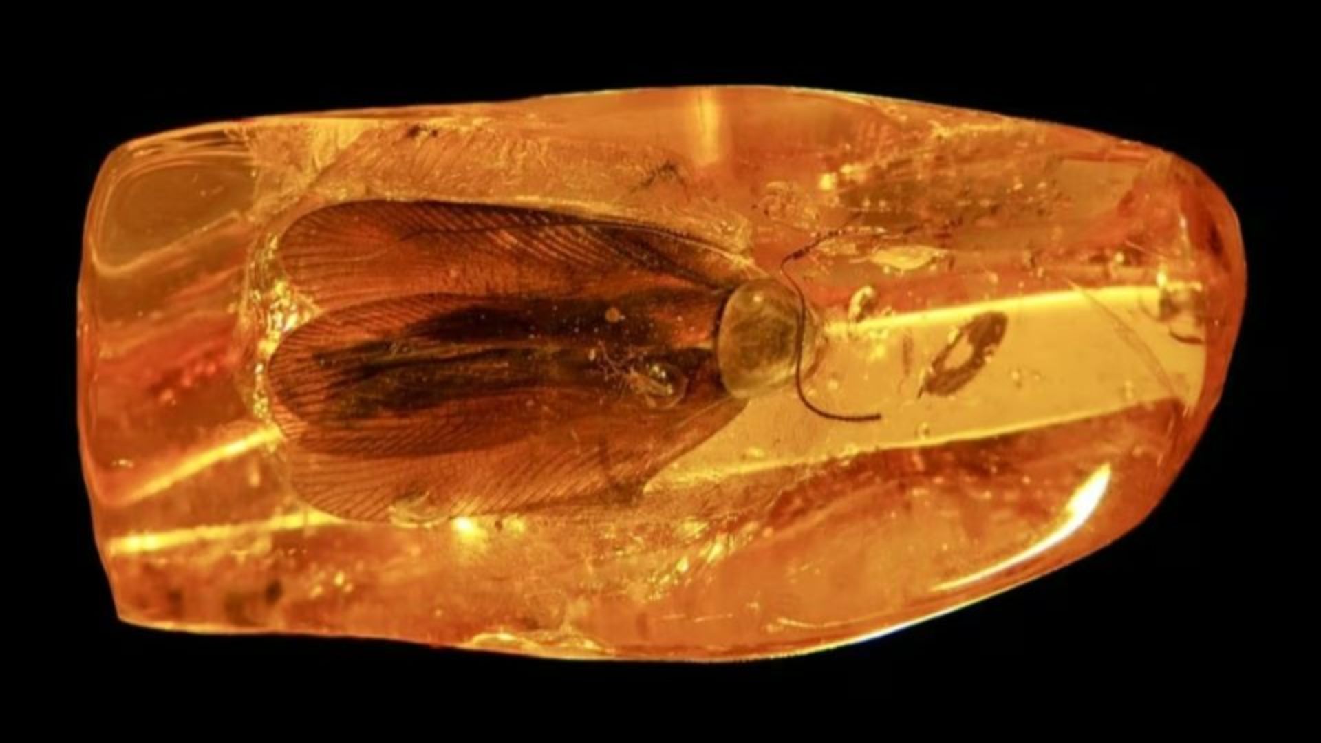 Barata fossilizada em âmbar encontrada na Rússia com detalhes anatômicos preservados.