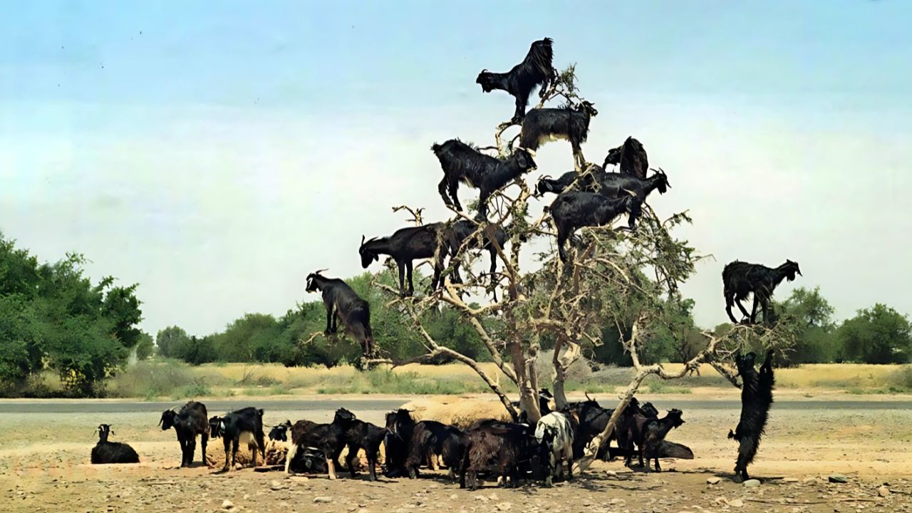 As cabras escaladoras do Marrocos viraram atração turística, mas seu hábito ancestral pode ameaçar a regeneração das árvores de argânia. Entenda os impactos.