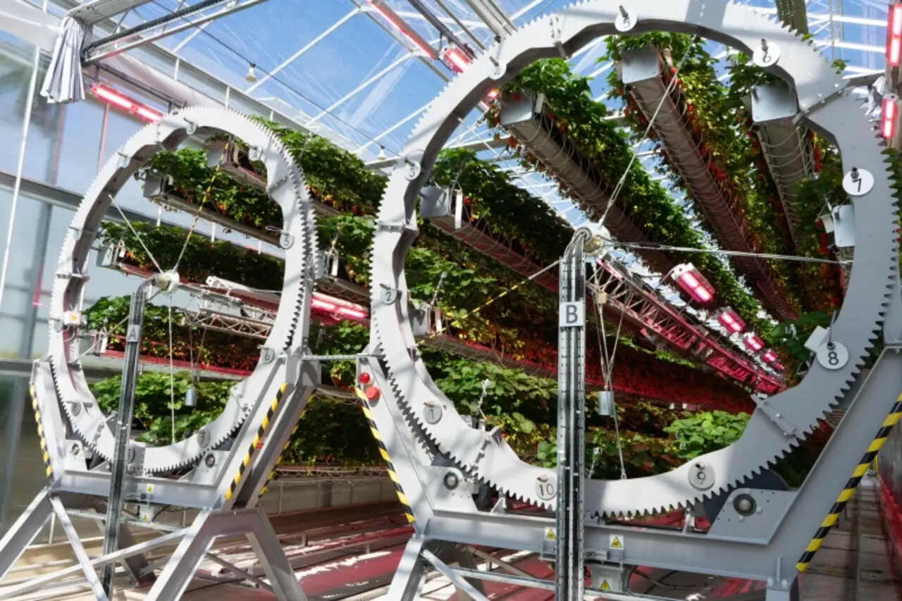 Dyson, Morangos, Estufa