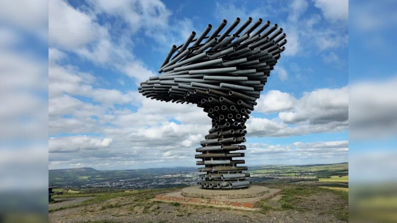 Árvore, Música, Fenômeno, Espetáculo