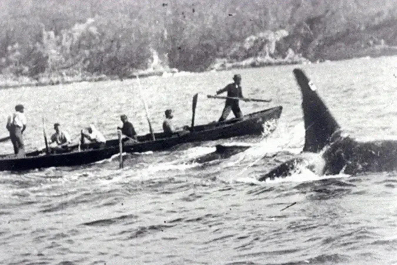 Orcas, baleias, Caça, Humanos antigos