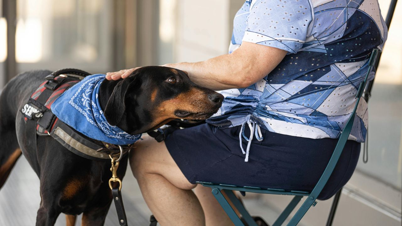 Cães de serviço são aliados no controle da diabetes. Descubra como eles detectam alterações na glicemia e previnem crises perigosas.