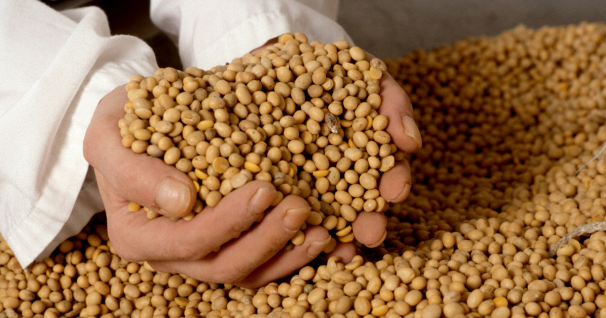 Trump pressiona China a quadruplicar soja dos EUA e desafia liderança do Brasil em mercado bilionário ligado à carne até 2030.