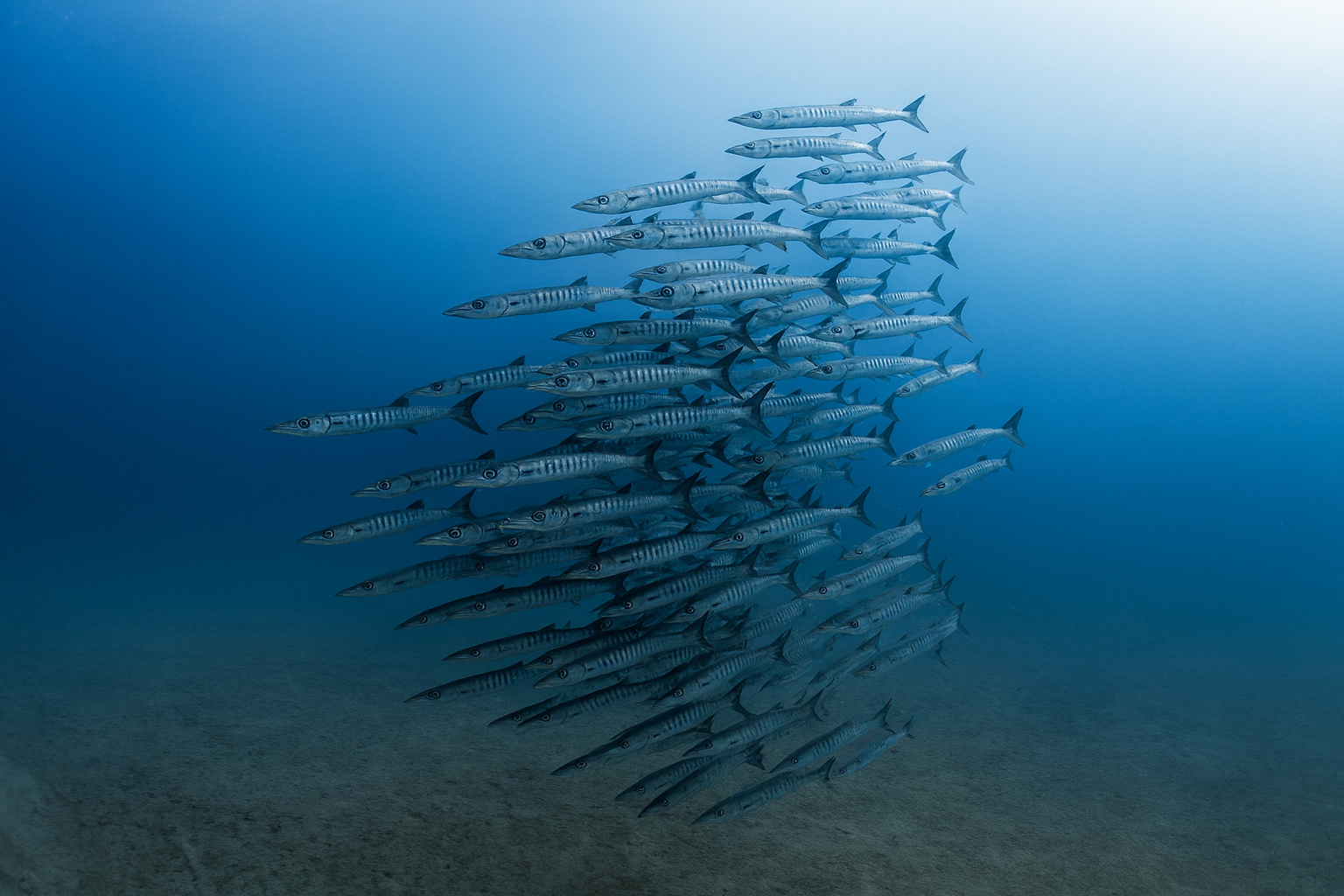 Cardume de peixes no golfo do Panamá ilustra impacto da ausência da ressurgência sazonal em 2025