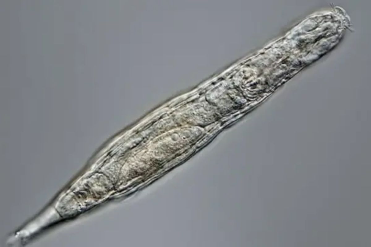 Cientistas reviveram na Sibéria um rotífero bdeloide de 24 mil anos preservado no gelo