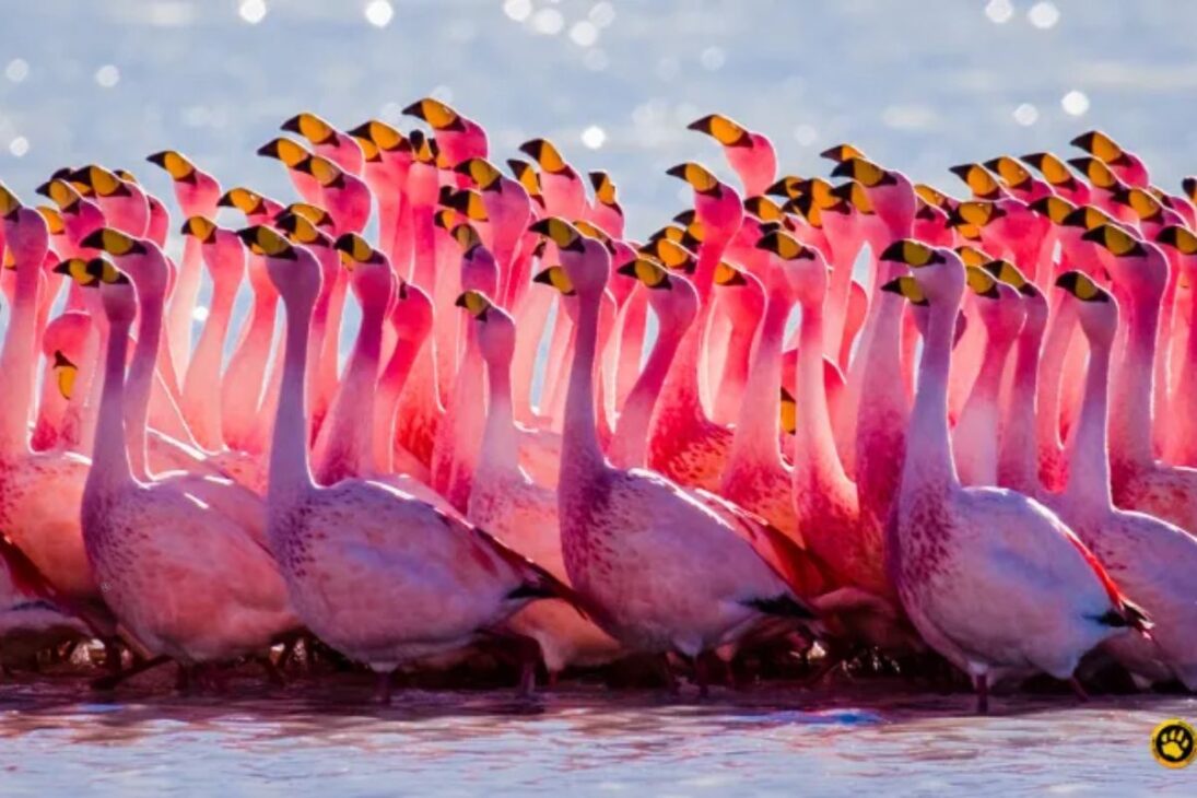 Pesquisas de longo prazo no Salar de Atacama apontaram uma redução de 10% a 12% nas populações de flamingo-andino e flamingo-de-James em apenas 11 anos. 