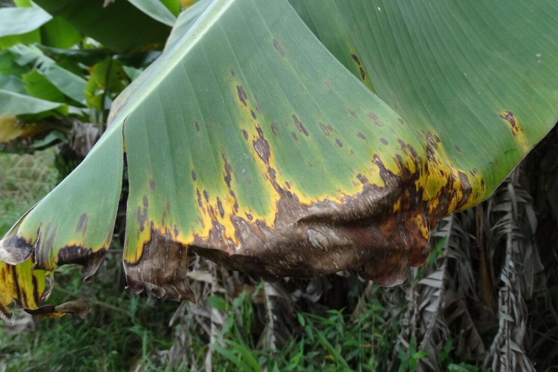 A Sigatoka negra deixa lesões como estas nas folhas da bananeira. (Foto: Lea Cunha/Embrapa)
