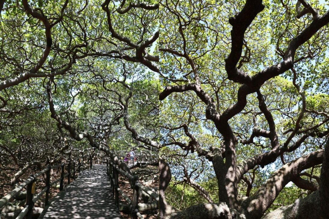 A cidade brasileira que abriga uma única árvore do tamanho de um campo de futebol