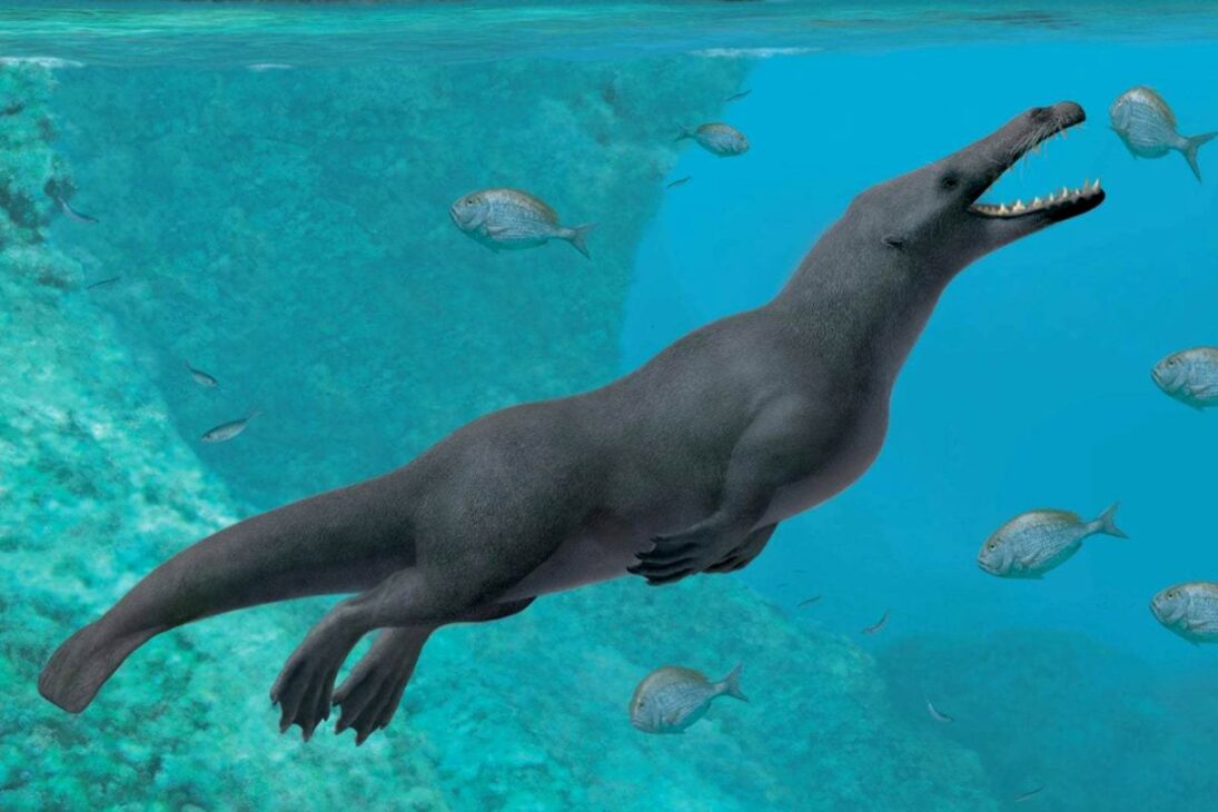 Baleias desafiaram a lógica evolutiva: como mamíferos terrestres abandonaram a terra e se reinventaram no oceano em uma das transformações mais rápidas da história da vida